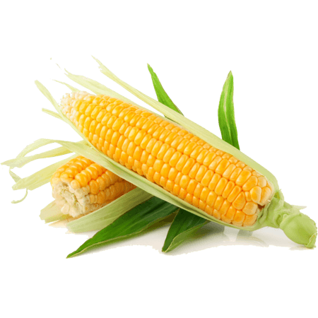 Complete Guide to Maize Production