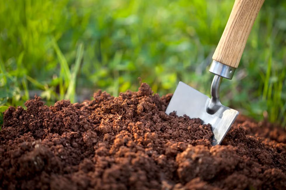 Pest & Disease Management